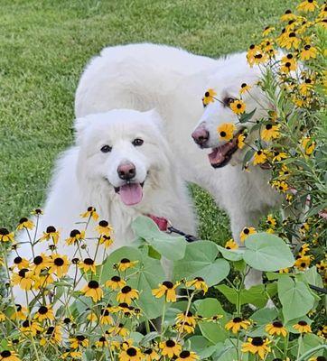 Arenac Bay Veterinary Services