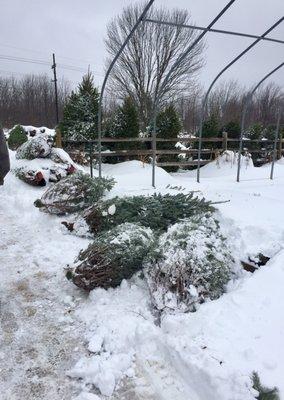 Boston Hill Nursery