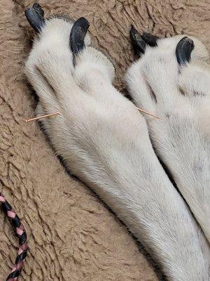 Rolesville Veterinary Hospital