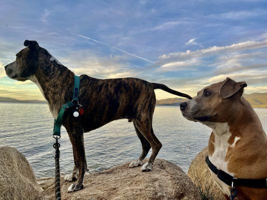 We love Hanover Vet!