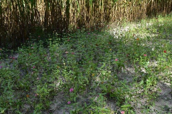 Amazing Grace Family Farm