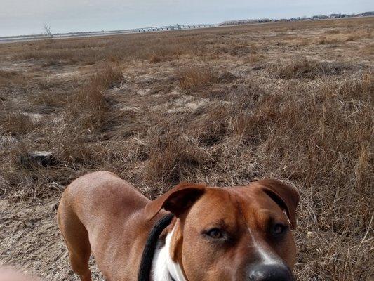 Mikes Dog Walking Sitting