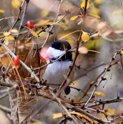 Great Bay National Wildlife Refuge