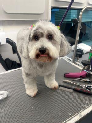 IVS Mobile Vets and Grooming Spa