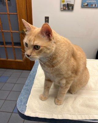 Kentwood Cat Clinic