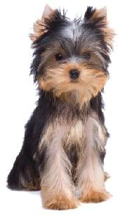 Paws N Tails Mobile Dog Grooming