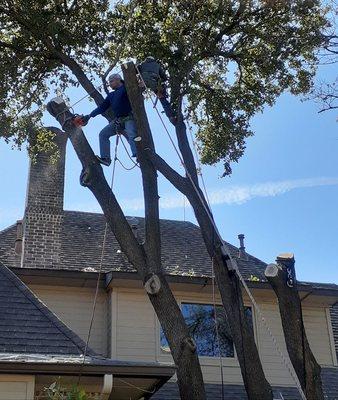 Diaz Tree and Lawn Service