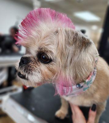 Pawsh Pet Salon & Spa