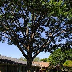 Eagle Tree & Lawn Care