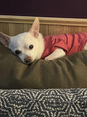 Happy Pets Pet Sitting Services