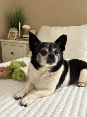 Prestige Animal Hospital