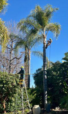 Master Tree Service
