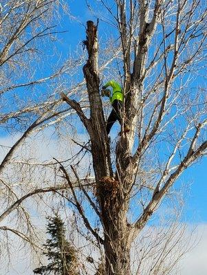 A&K Tree and Landscaping Service