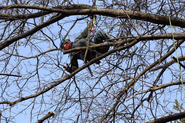 ISA Certified Arborist Jim Roach is a 7 time Penn-Del ISA Tree Climbing Champion