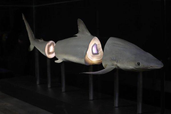 Exquisite Creatures Exhibit