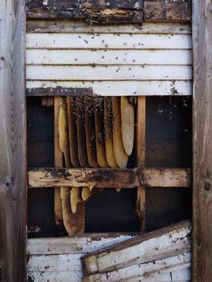 Safe & Alive Bee Hive Removal