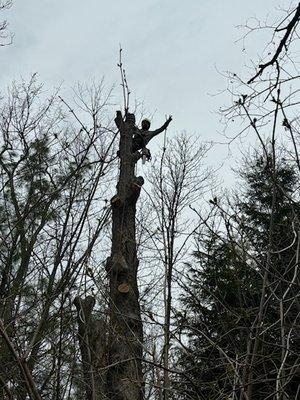 Ruben & Son's Tree Care