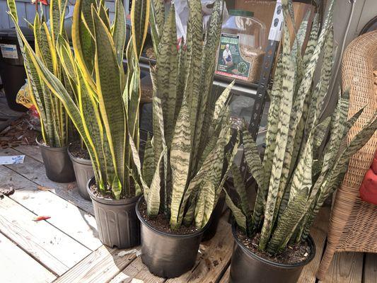 Sanseveria Snake Plants