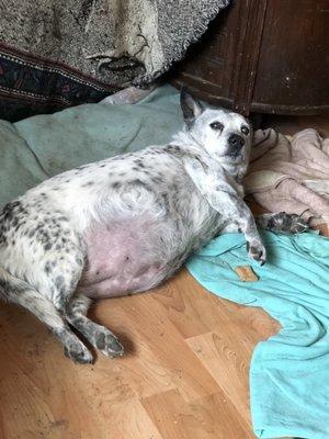 Schoenberg Michelle D Dr