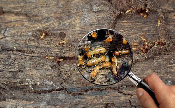 Termite Inspections, Treatments and Protection