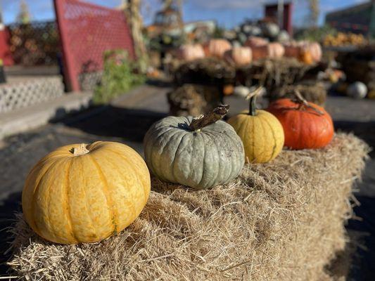 Andreotti Family Farms