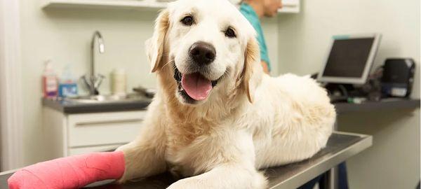 Roxboro Animal Hospital