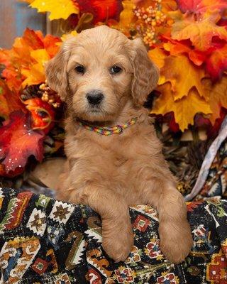 Kilmarnock Animal Hospital