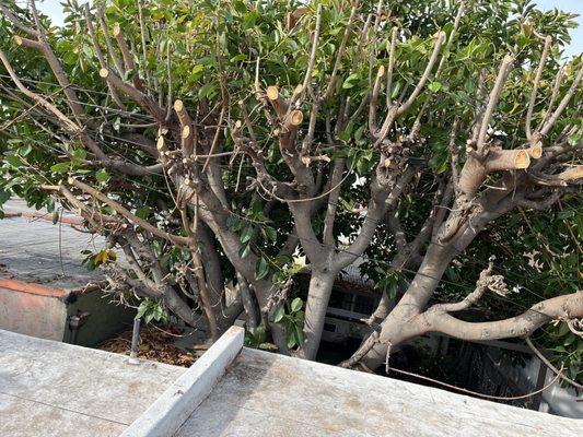 Progressive Tree Care