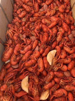 Cajun Kitty Seafood & More