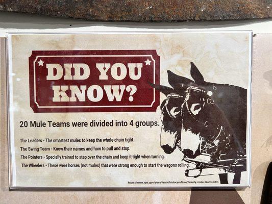 18 mules+2 horses = 20!