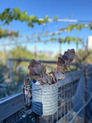 Potrero Hill Community Garden