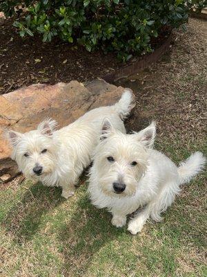 Holistic Pet Care Center of Oklahoma