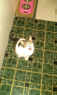 Top Paws Dog Walking & Pet Sitting Services