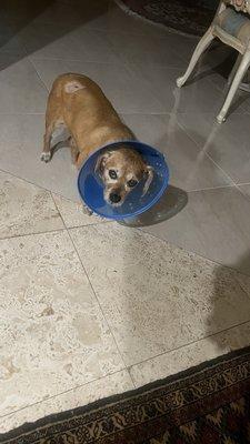 Stonebridge Veterinary Wellness