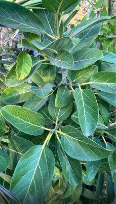 Hacienda Growers Nursery