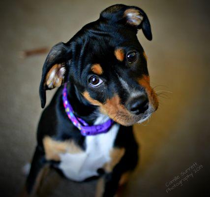 Yips and Wiggles Pet Care