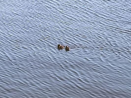New Bern Grand Marina Yacht Club