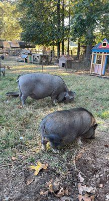 Farmer Sue & the Art Barn at Morning Glory Farm