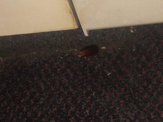 Roaches