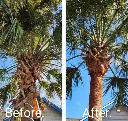 Palm Tree Specialist of Pensacola