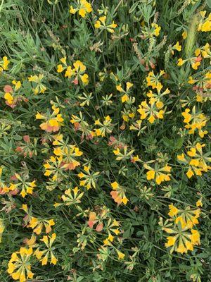 Oracle Fitness Trail