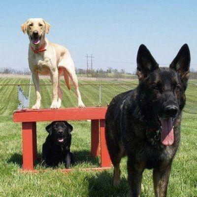 Infinity Dog Training