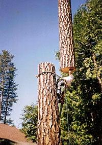 High Sierra Tree Service