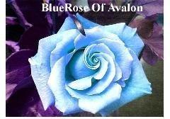Bluerose of Avalon