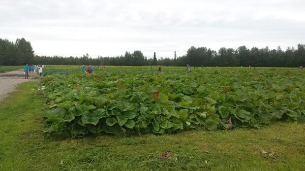 Pyrah's Pioneer Peak Farm