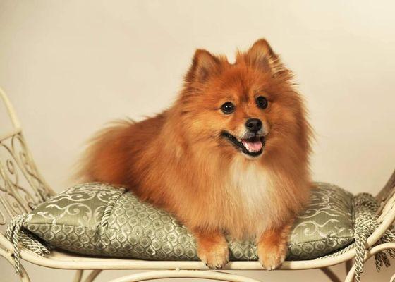 Icky Iggy's Pet Grooming