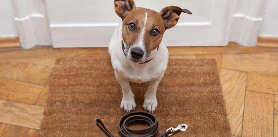 Millennium Dog Walkers & Pet Care in Chicago!