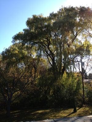 Weeping willow we have a few deer near here drive safe especially dawn and dusk.