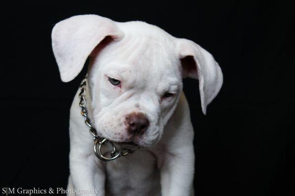 SM Graphics & Photography