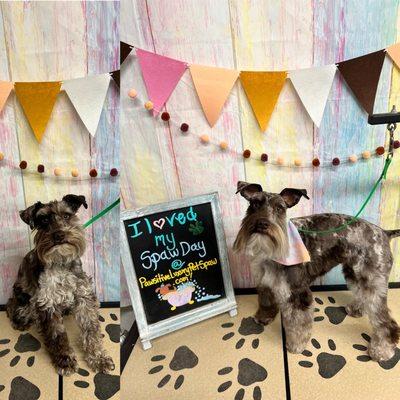 Pawsitive Luxury Pet Spaw & Salon